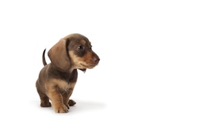 Cute photo of Hospitality Hound